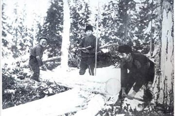 "Vânzare de lemn rotund”