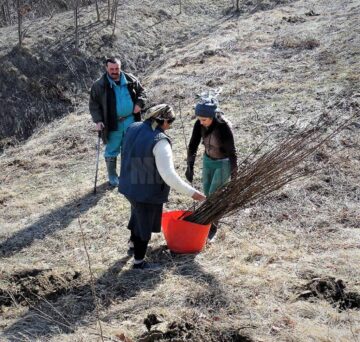 Direcția Silvică Suceava a dat startul campaniei de împădurire a 1.670 de hectare în această primăvară