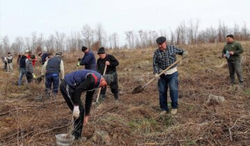Direcția Silvică Suceava a dat startul campaniei de împădurire a 1.670 de hectare în această primăvară