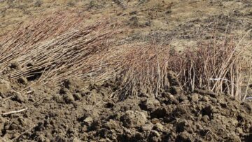 Direcția Silvică Suceava a dat startul campaniei de împădurire a 1.670 de hectare în această primăvară