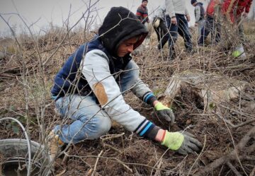 Direcția Silvică Suceava a dat startul campaniei de împădurire a 1.670 de hectare în această primăvară