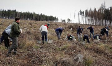 Direcția Silvică Suceava a dat startul campaniei de împădurire a 1.670 de hectare în această primăvară