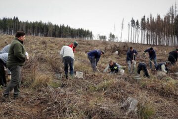 Acțiuni de împădurire la Ocoalele Silvice Pătrăuți și Dolhasca, în prima zi din Luna Plantării Arborilor