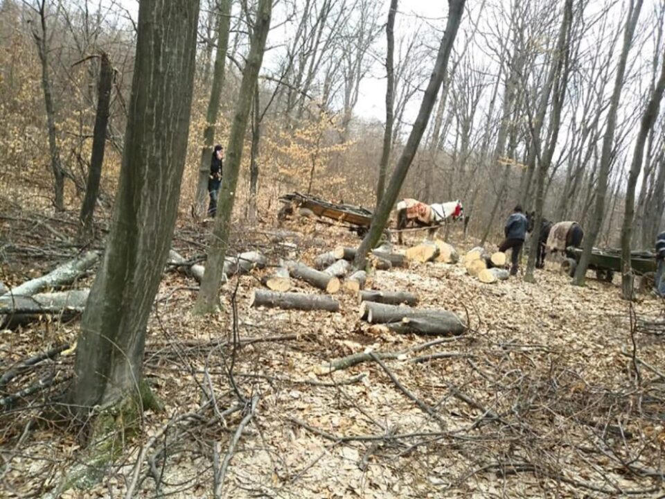 Jandarmii au depistat un furt de material lemnos și au stopat vânzarea de cherestea fără acte Jandarmii au depistat un furt de material lemnos și au stopat vânzarea de cherestea fără acte