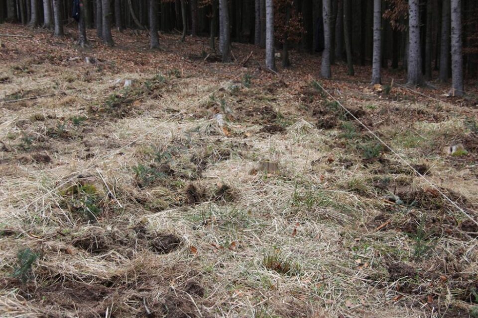 Elevii Seminarului Teologic au plantat puieți pe aproape un hectar, pe terenurile Ocolului Silvic Bisericesc Ilișești