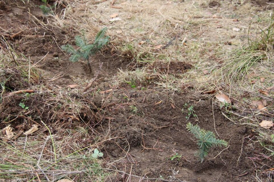 Elevii Seminarului Teologic au plantat puieți pe aproape un hectar, pe terenurile Ocolului Silvic Bisericesc Ilișești