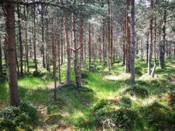 Ziua Internațională a Pădurilor este sărbătorită în Luna Plantării Arborilor