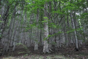 Ziua Internațională a Pădurilor este sărbătorită în Luna Plantării Arborilor