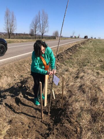 Peste 100 de cireși au fost plantați pe marginea drumului către Putna