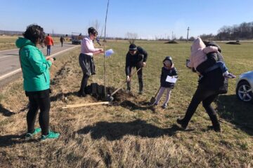 Peste 100 de cireși au fost plantați pe marginea drumului național 2H, care merge de la Vicov spre Putna