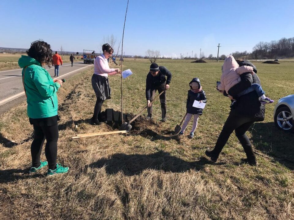 Peste 100 de cireși au fost plantați pe marginea drumului național 2H, care merge de la Vicov spre Putna