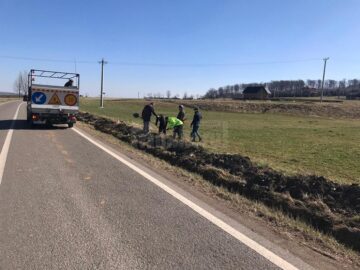Peste 100 de cireși au fost plantați pe marginea drumului către Putna