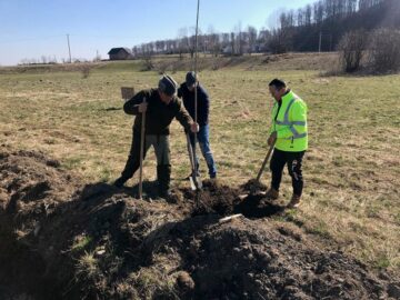 Peste 100 de cireși au fost plantați pe marginea drumului către Putna