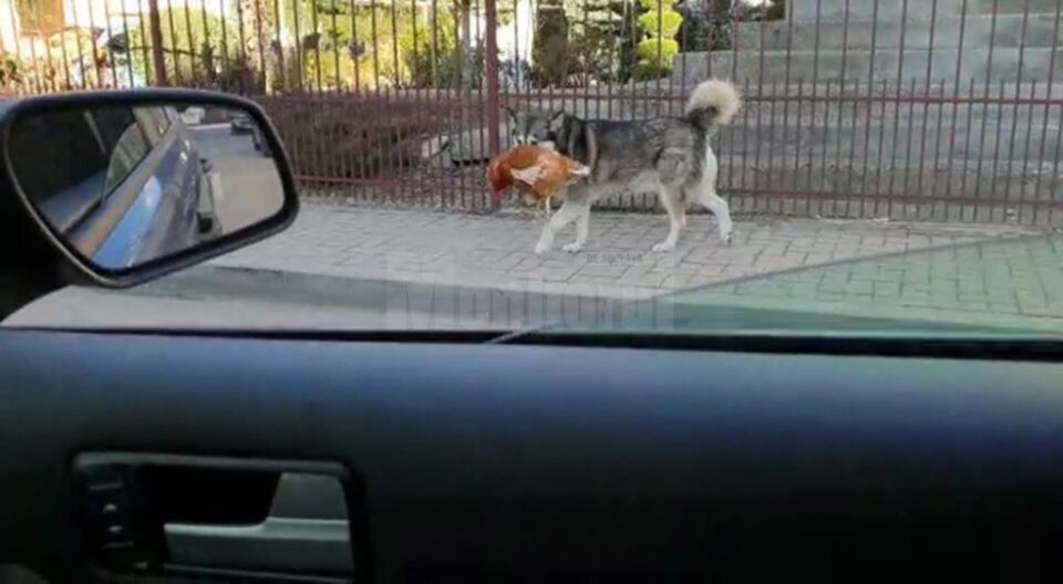Un câine care se plimba cu o găină în gură, pe străzile din Câmpulung, vedetă online