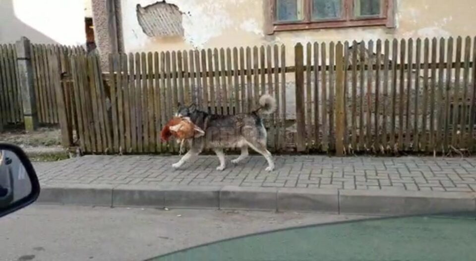 Un câine care se plimba cu o găină în gură, pe străzile din Câmpulung, vedetă online