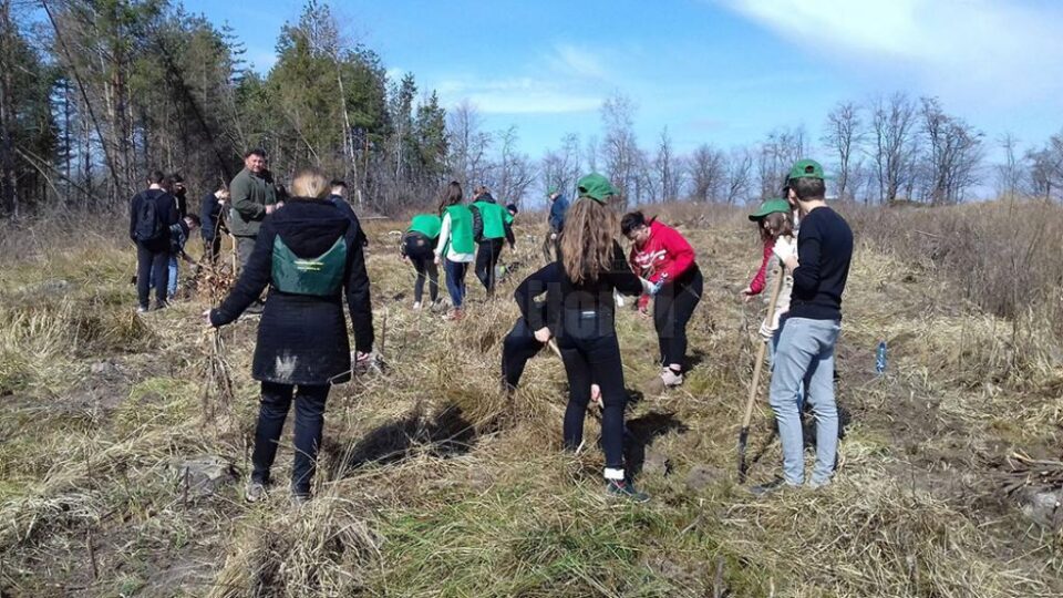 Elevi ai Colegiului ”Spiru Haret” au plantat 1.300 de puieți de gorun, paltin și carpen, la Todirești