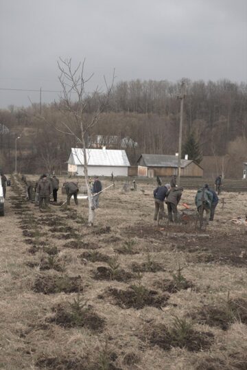 300 de molizi au fost plantați în cimitirul din Siret, în memoria copiilor care au murit în fostul „Orfelinat al groazei”