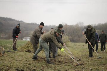 300 de molizi au fost plantați în cimitirul din Siret, în memoria copiilor care au murit în fostul „Orfelinat al groazei”. Foto: Ema MOTRESCU