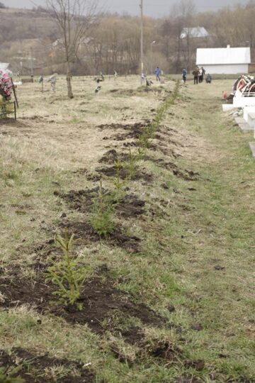 300 de molizi au fost plantați în cimitirul din Siret, în memoria copiilor care au murit în fostul „Orfelinat al groazei”