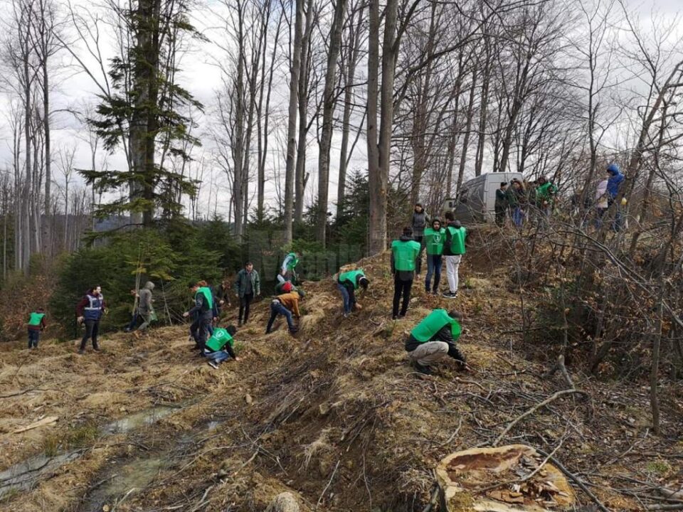 În cătunul Voievodeasa au fost plantați 1.200 de puieți