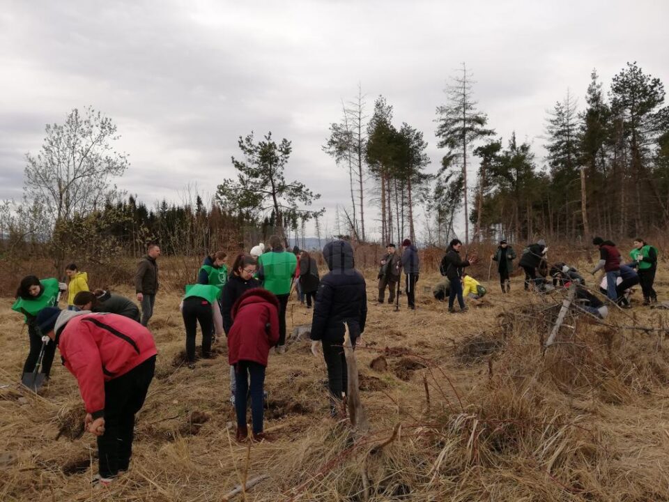 Elevii Școlii Gimnaziale Nr. 4 Suceava au plantat 1.000 de puieți la Todirești