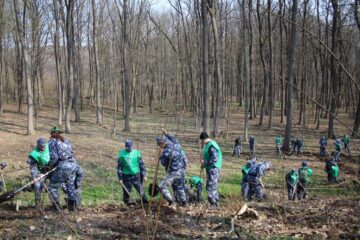 2.300 de stejari, paltini, frasini și cireși, plantați la Dolhasca cu peste 150 de voluntari