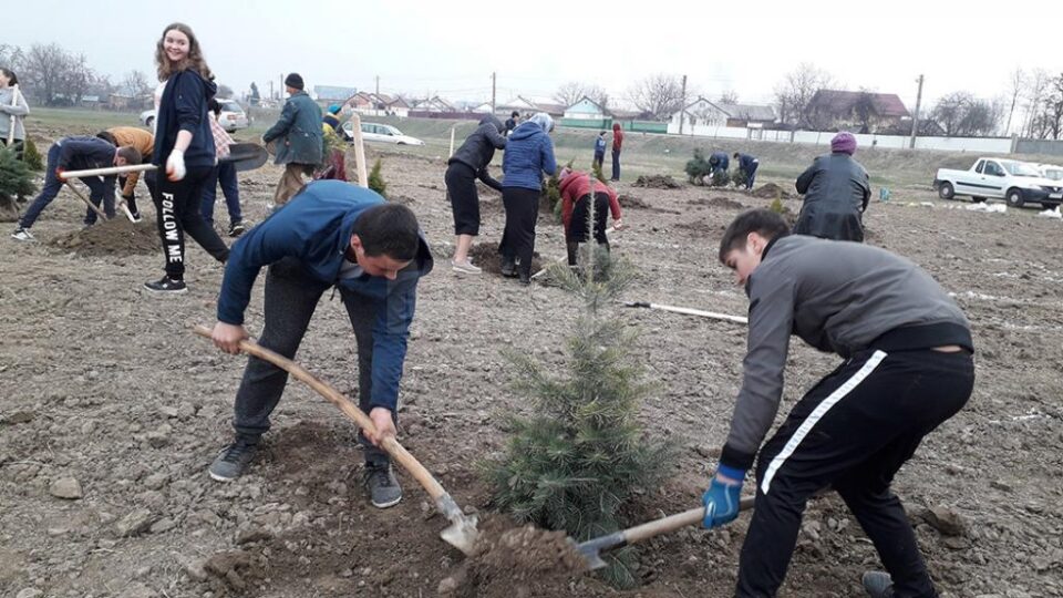 Puieți plantați de elevii de la Prelipca pentru înființarea unui parc dendrologic în lunca râului Suceava