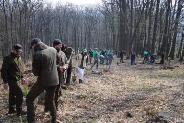 2.300 de stejari, paltini, frasini și cireși, plantați la Dolhasca cu peste 150 de voluntari