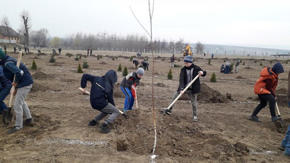 Elevii au plantat puieți de mesteceni, sălcii, brazi și tuia