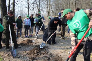 Silvicultorii suceveni, cu ajutorul a aproximativ 150 de voluntari, au plantat 2.300 de stejari, paltini, frasini și cireși