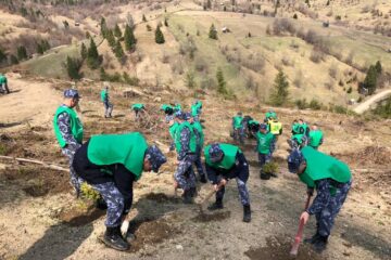 Mii de puieți de molid și de brad, plantați de Ziua Jandarmeriei