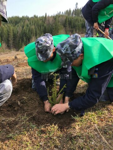 3.000 de puieți de molid și de brad, plantați de Ziua Jandarmeriei