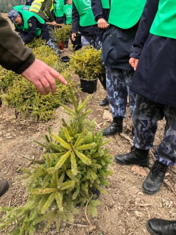 3.000 de puieți de molid și de brad, plantați de Ziua Jandarmeriei