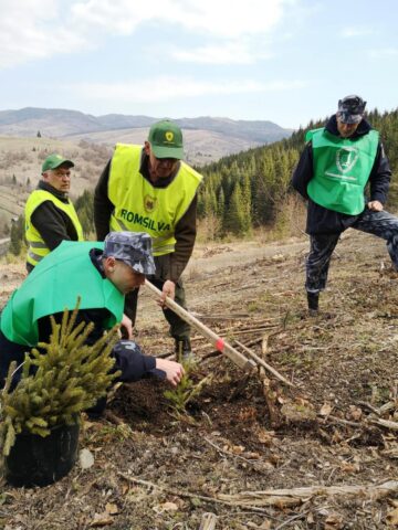 3.000 de puieți de molid și de brad, plantați de Ziua Jandarmeriei, la OS Mălini