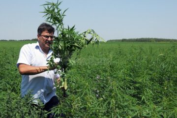 Laurențiu Pintrijel, președintele Asociației Cultivatorilor de Cânepă, pe suprafețele de cânepă cultivate la Vicșani