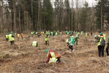 Voluntari de toate vârstele au participat la împădurirea a 1,3 hectare de teren forestier, la Clit - Arbore. Foto: Ema Motrescu