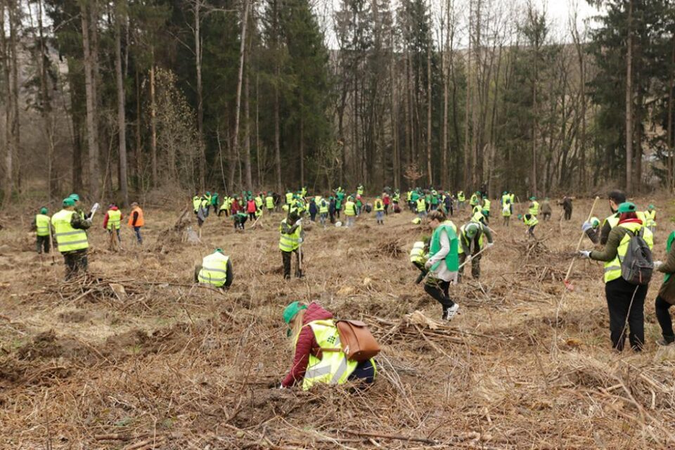 Voluntari de toate vârstele au participat la împădurirea a 1,3 hectare de teren forestier, la Clit - Arbore. Foto: Ema Motrescu