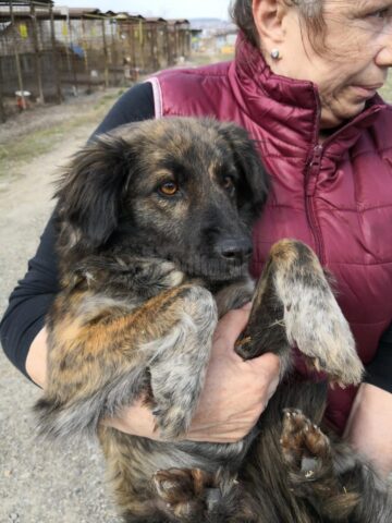 Adopții și sterilizări gratuite la adăpostul de câini din lunca Sucevei