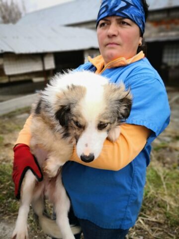 Adopții și sterilizări gratuite la adăpostul de câini din lunca Sucevei