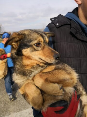 Adopții și sterilizări gratuite la adăpostul de câini din lunca Sucevei