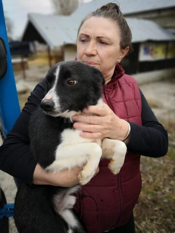 Adopții și sterilizări gratuite la adăpostul de câini din lunca Sucevei