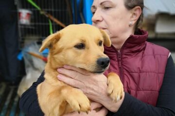 Adopții și sterilizări gratuite la adăpostul de câini din lunca Sucevei