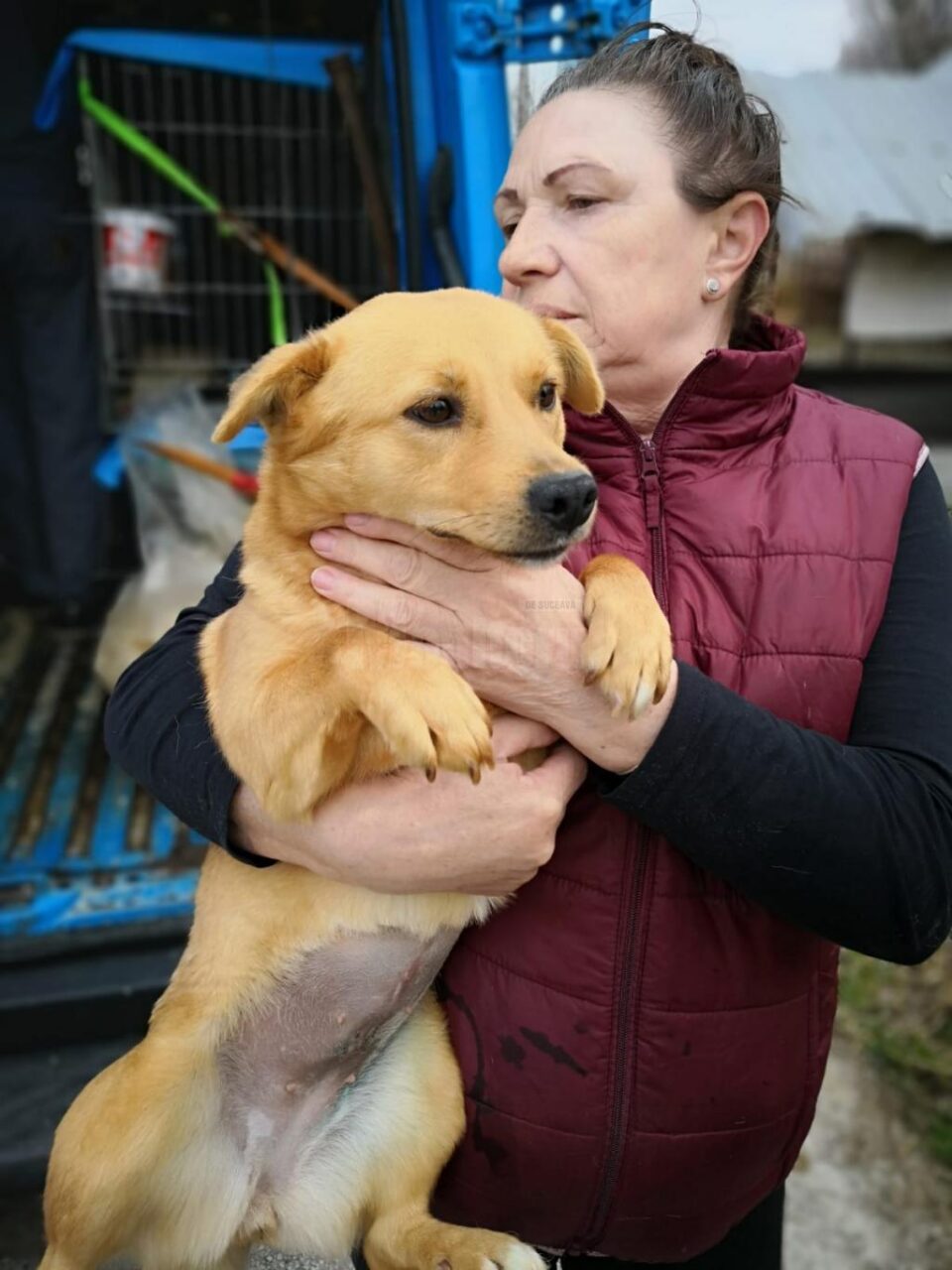 Adopții și sterilizări gratuite la adăpostul de câini din lunca Sucevei