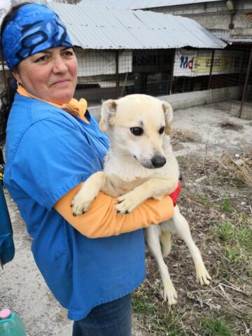 Adopții și sterilizări gratuite la adăpostul de câini din lunca Sucevei