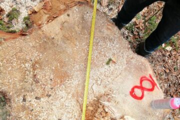 Cioate provenite din tăierea fără drept a unui număr de 10 arbori, la Sucevița