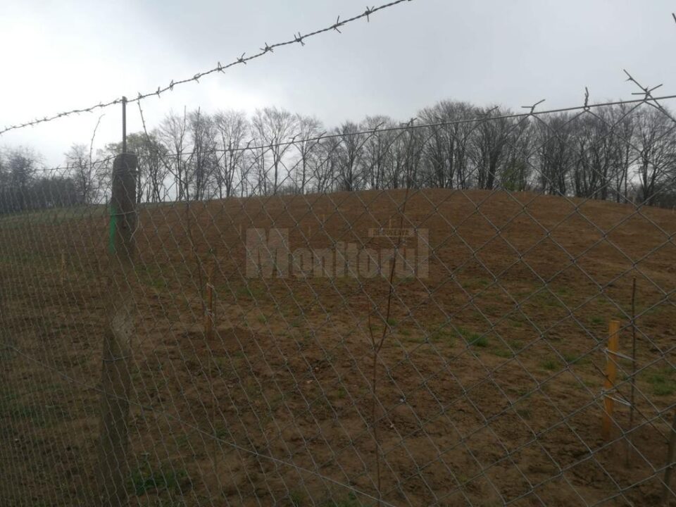 Peste 50 de pomi fructiferi au fost furați de pe proprietatea unui bărbat din Udești
