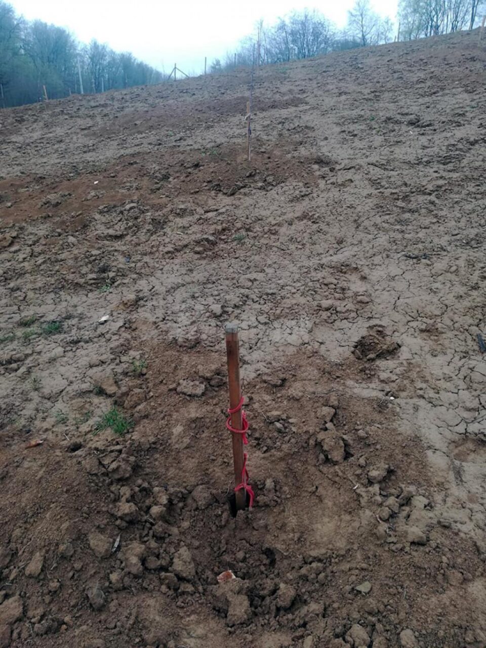 Peste 50 de peri și pruni plantați în toamna anului trecut au fost furați