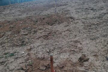 Peste 50 de peri și pruni plantați în toamna anului trecut au fost furați
