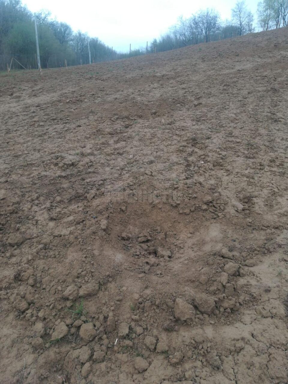 Peste 50 de pomi fructiferi au fost furați de pe proprietatea unui bărbat din Udești