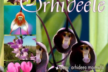 Lecția „Orhideele”, Muzeul de Științe ale Naturii din Suceava